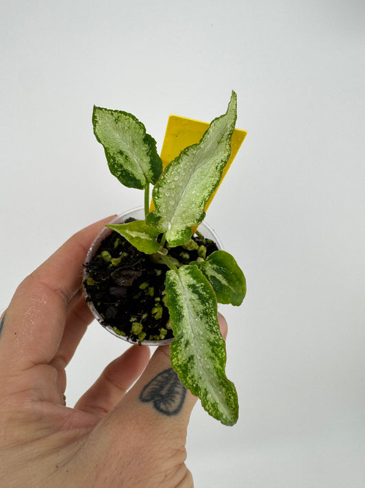 Syngonium 3 Kings