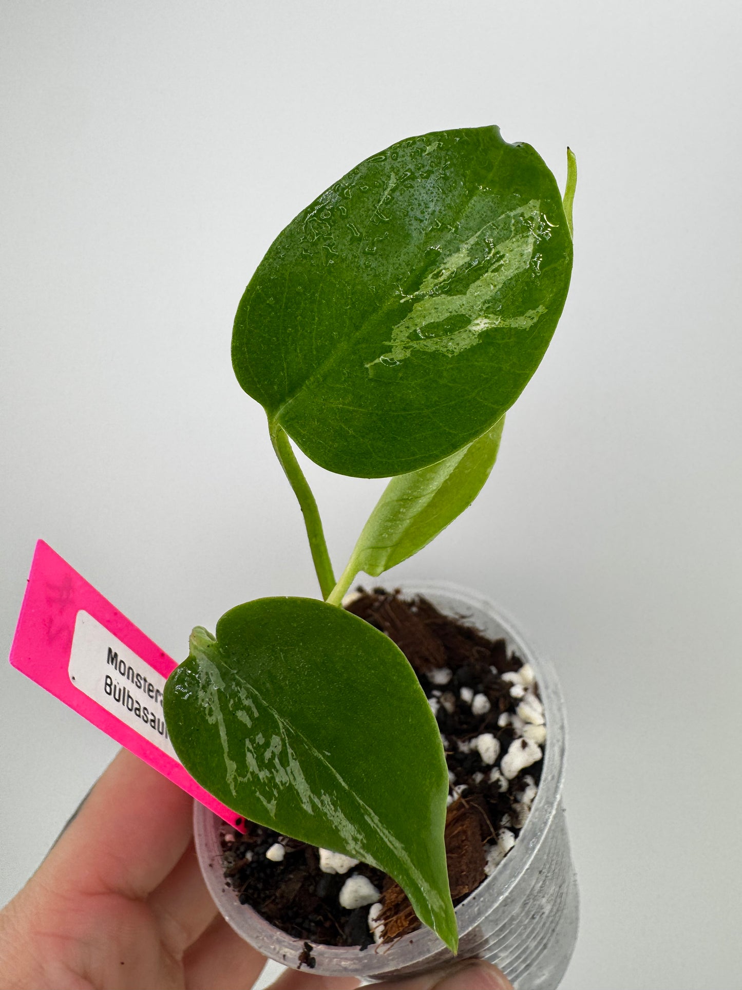Monstera ‘Bulbasaur’ Variegated #2
