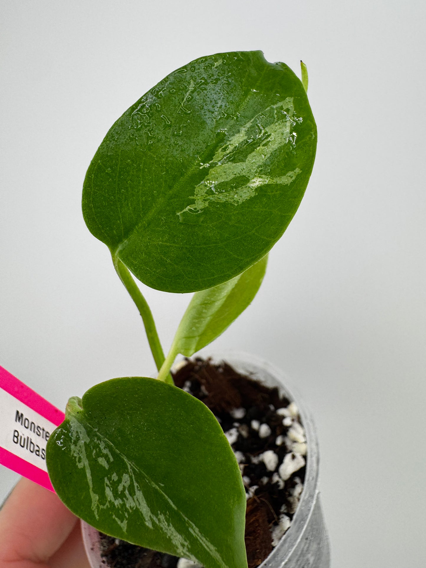 Monstera ‘Bulbasaur’ Variegated #2