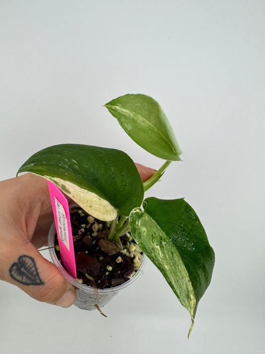 Scindapsus variegated Silver Splash