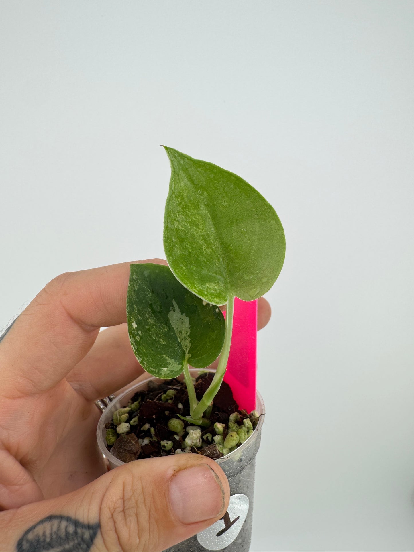 Scindapsus Variegated Mangurai #1