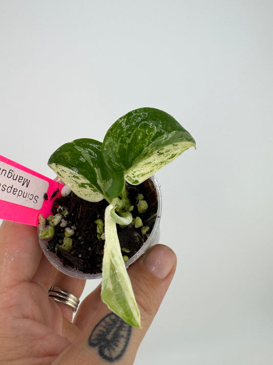 Scindapsus Variegated Mangurai #2