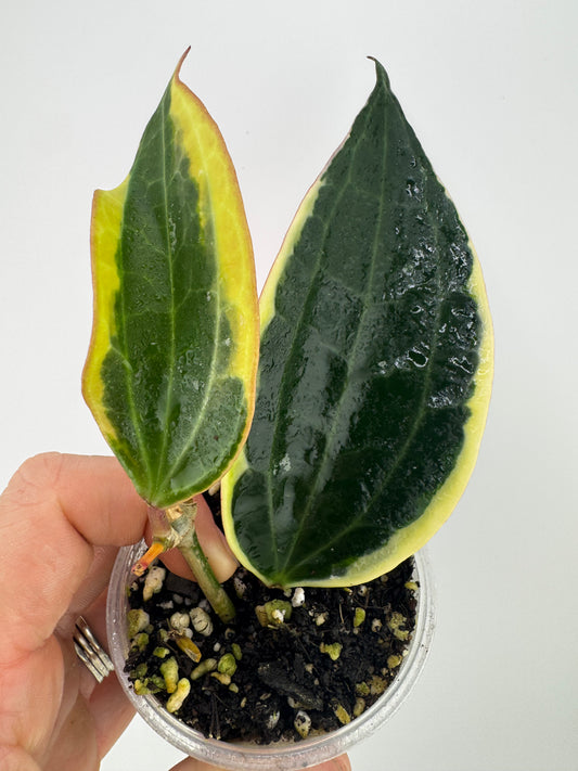Hoya Latifolia (macrophylla) outer variegated