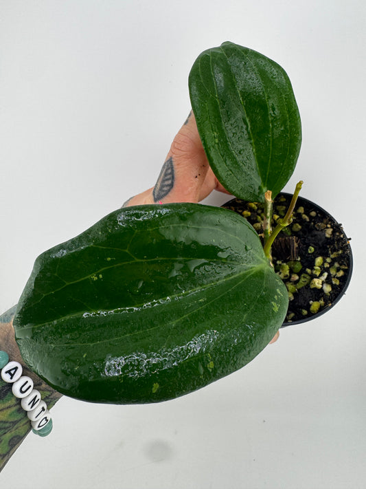Hoya Quinquenervia