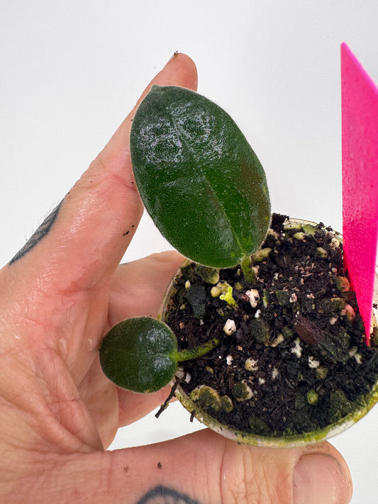 Hoya Madulidii