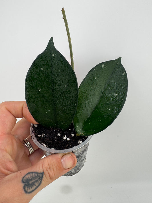 Hoya Fungii X Pubicalyx ‘Royal Hawaiian Purple’
