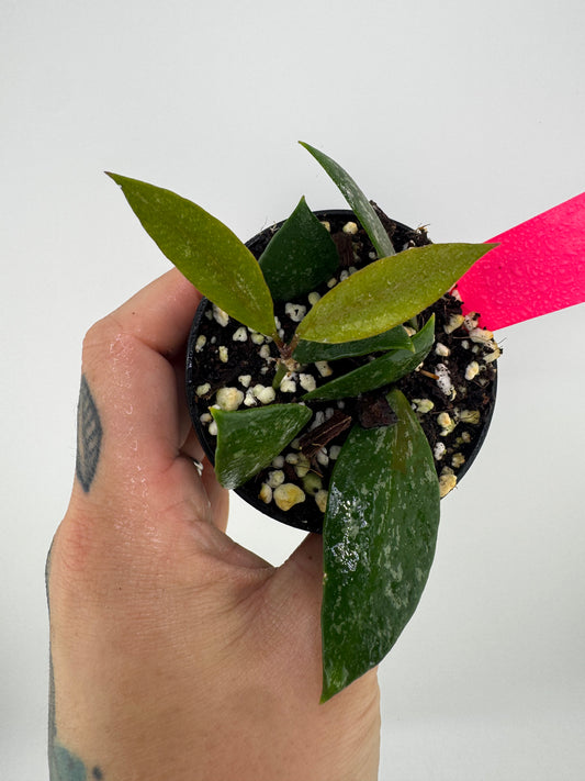 Hoya memoria splash