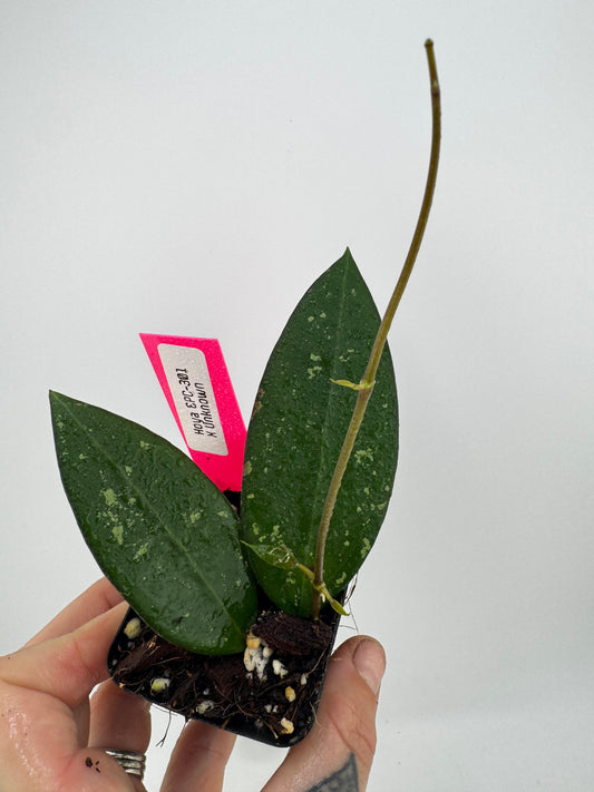 Hoya EPC-301 ‘black leaf’ X UNK