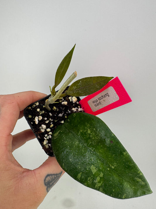 Hoya ‘Kochang Island’