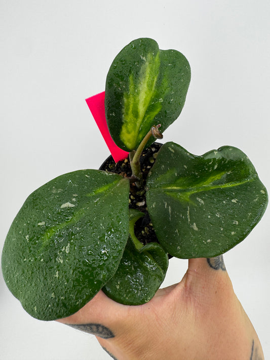 Hoya Obovota ‘Picta’ Inner Variegated