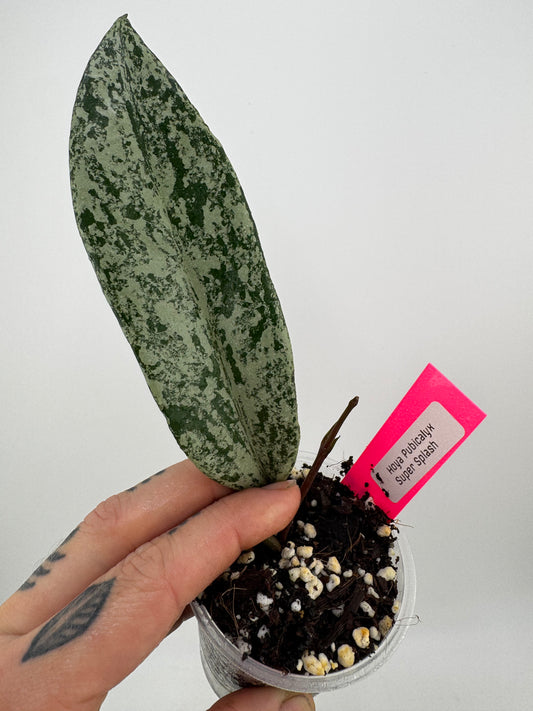 Hoya Pubicalyx ‘Super Splash’