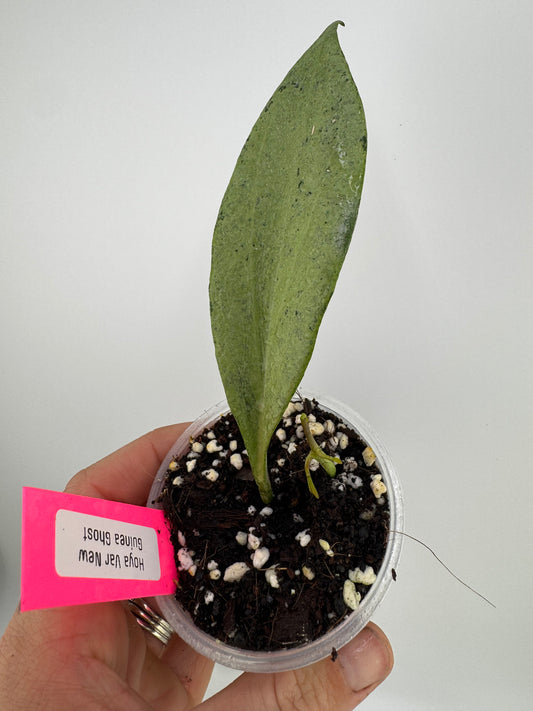 Hoya Nicholsoniae ‘New Guinea Ghost’
