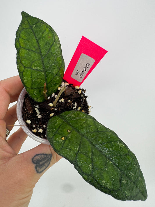 Hoya Callistophylla