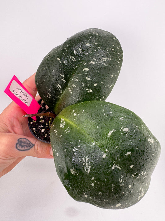 Hoya ‘David’s Green Cup’