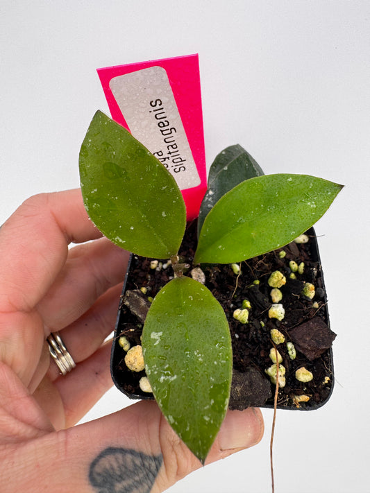 Hoya sipitangenis