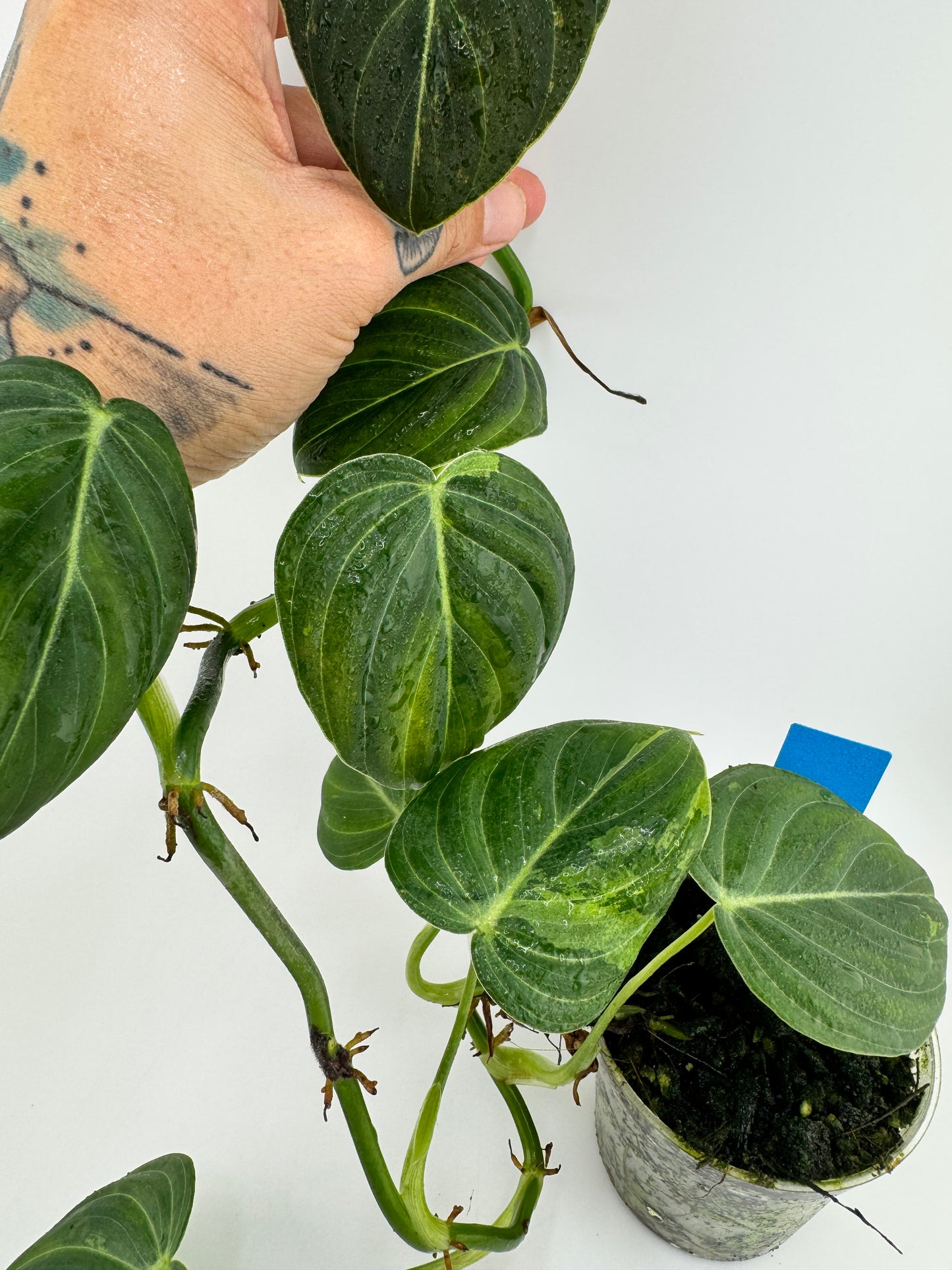 Philodendron Melanocrysm Variegated