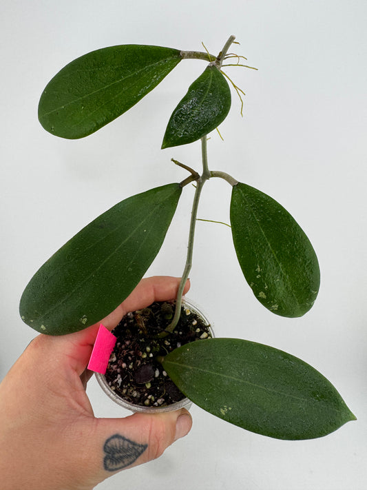 Hoya Merrillii ‘Long Leaf’