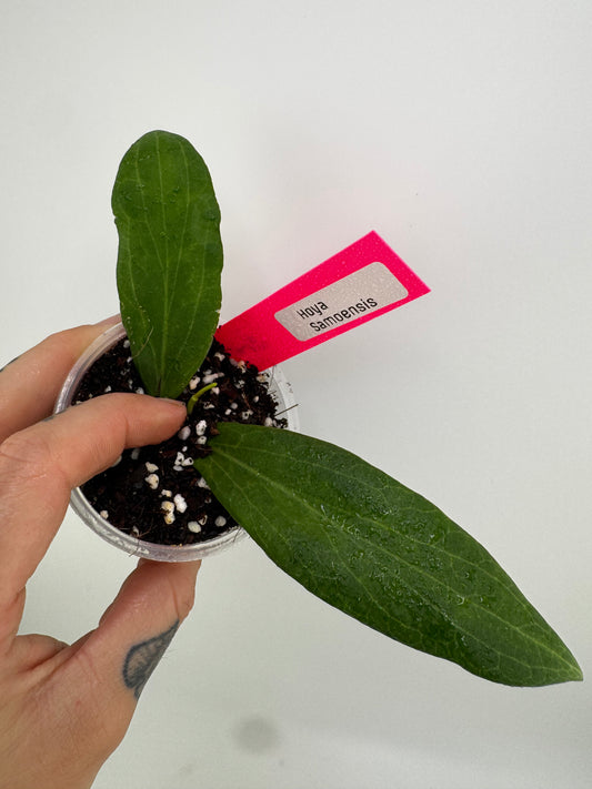 Hoya samoensis