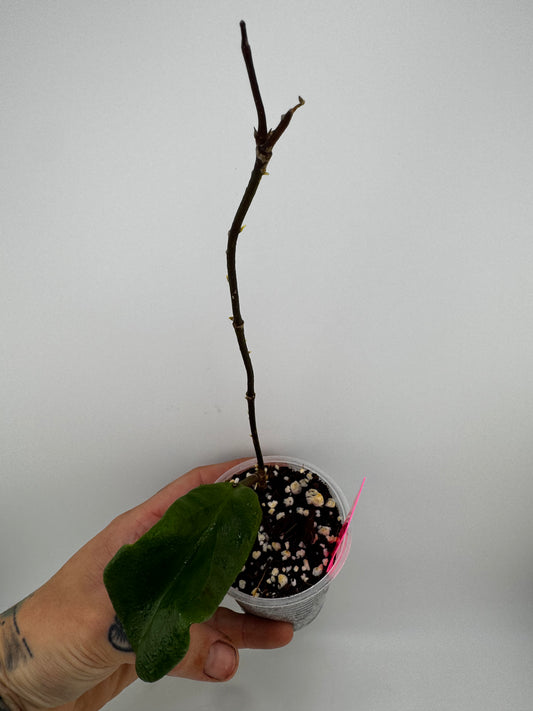 Hoya EBW-04