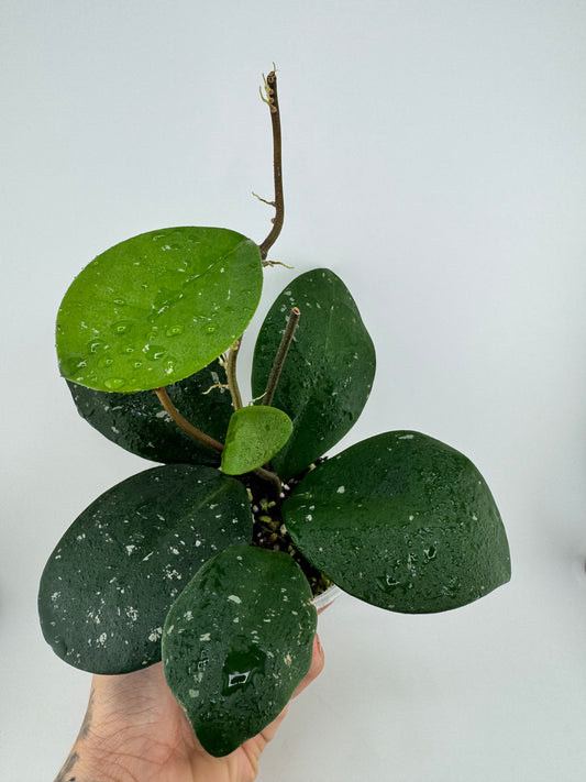 4.5” Hoya Carnosa ‘David’s Green Cup’