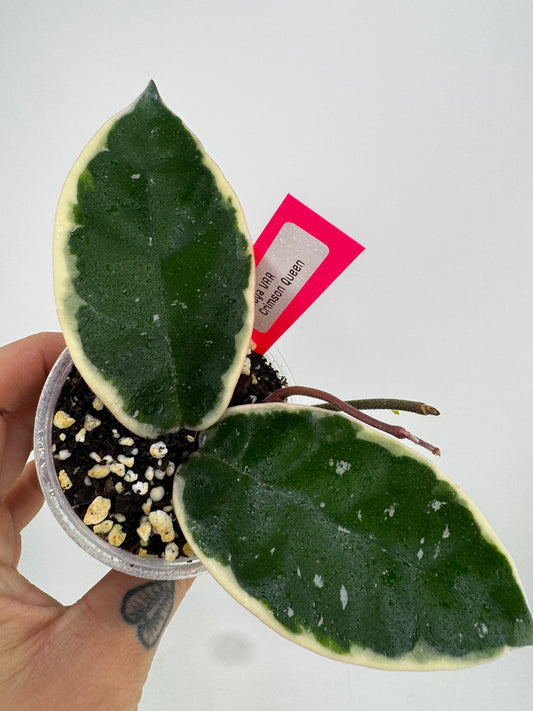 Hoya Carnosa ‘crimson queen’