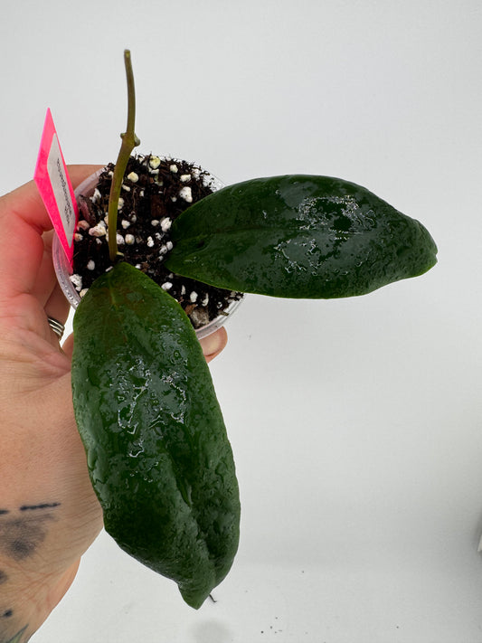 Hoya Juannagoanna