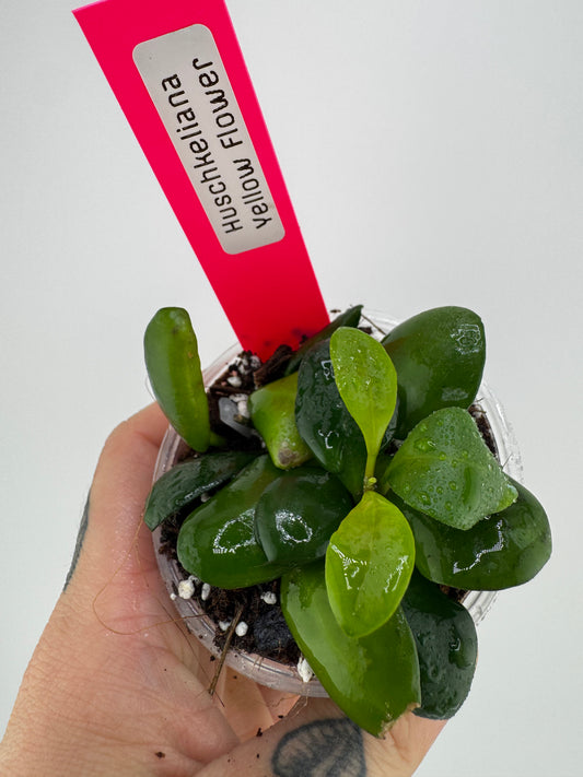 Hoya Huschkeliana yellow flower