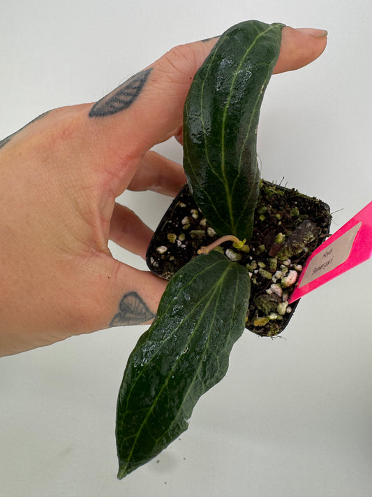 Hoya Benvergarai