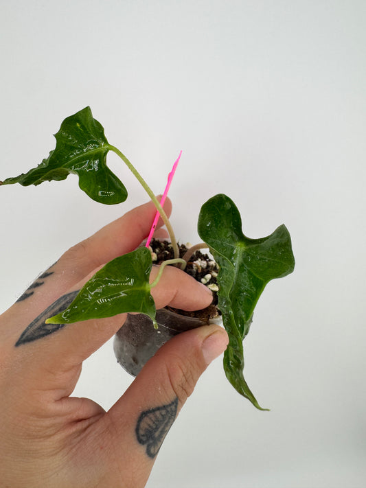 Alocasia Loco