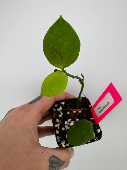 Hoya Psuedolittoralis