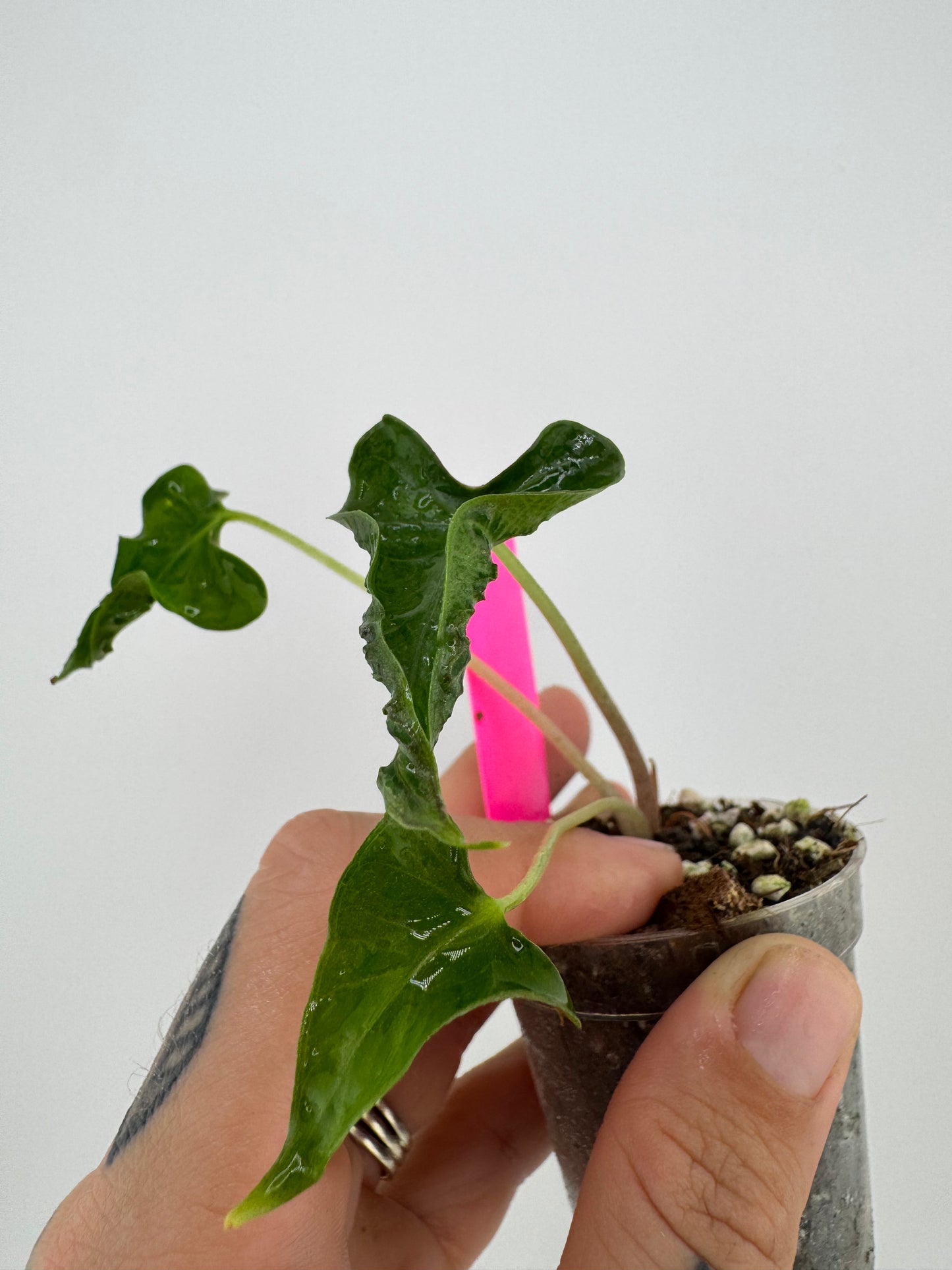 Alocasia Loco