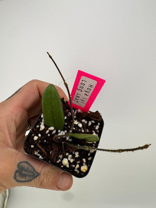 Hoya Lyi ‘long leaves’