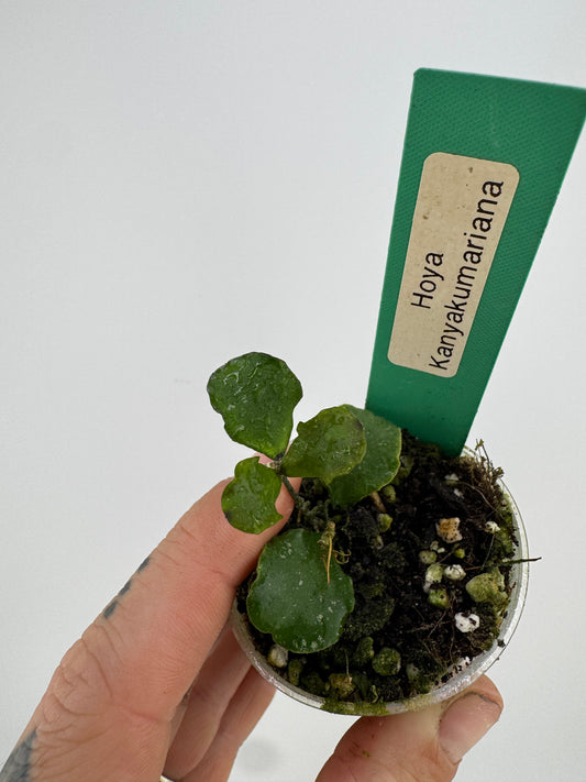 Hoya Kanyakumariana