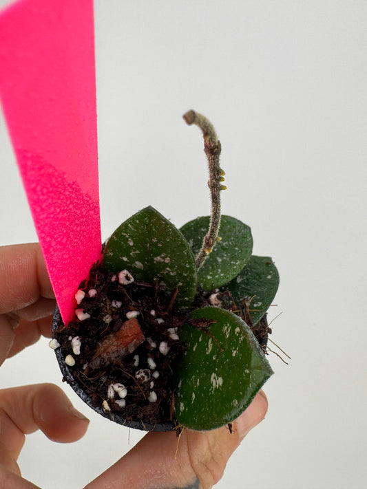 Hoya mathilde splash