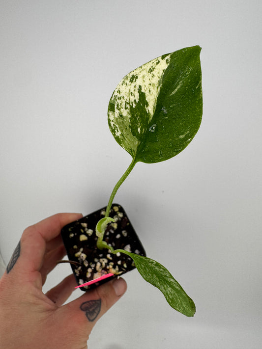 Monstera Deliciosa Mint ‘white monster’ Variegated #A