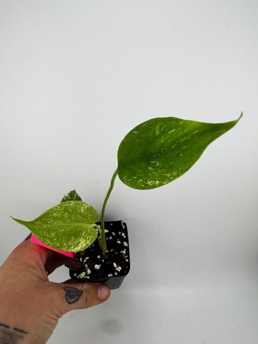 Monstera Deliciosa Mint ‘white monster’ Variegated #B