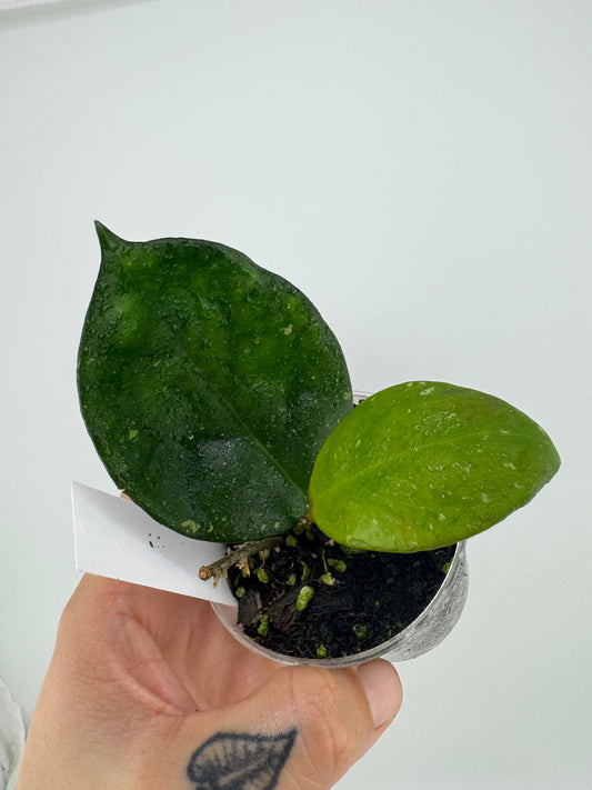 Hoya Nathalie