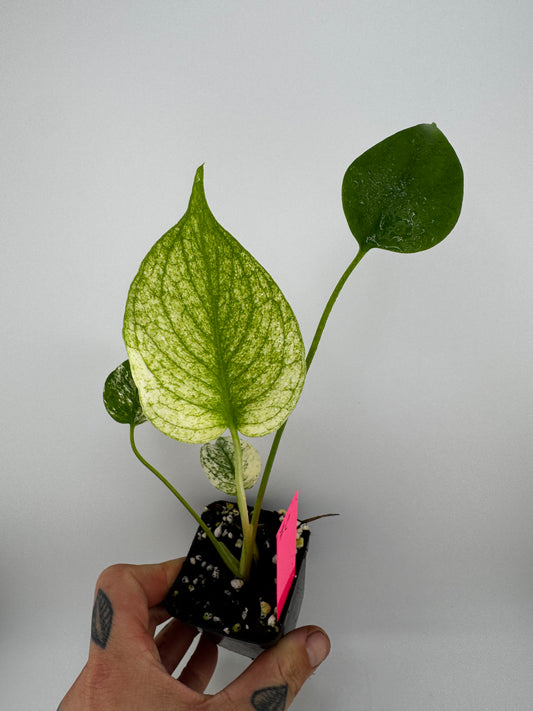 Monstera Deliciosa Mint ‘white monster’ Variegated #C