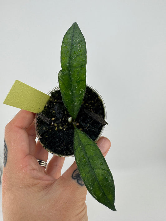 Hoya Callistophylla