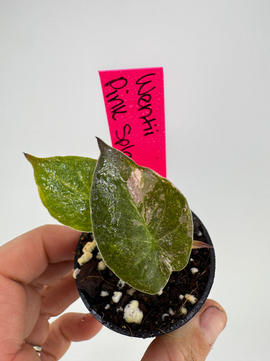 Alocasia Wentii Variegated Pink Splash
