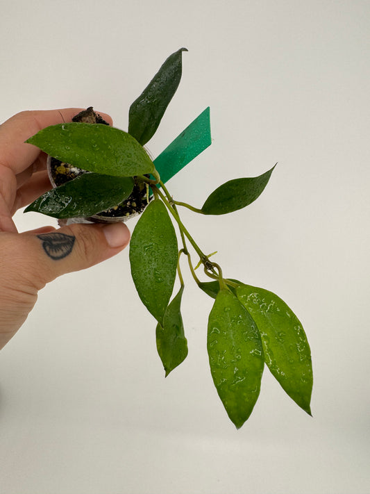 Hoya Walliniana (UT-152)