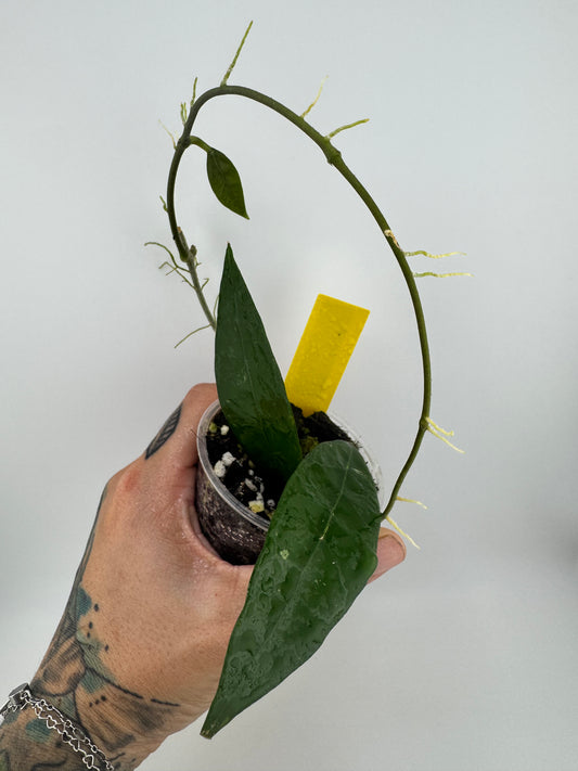 Hoya sp. Indonesia 001
