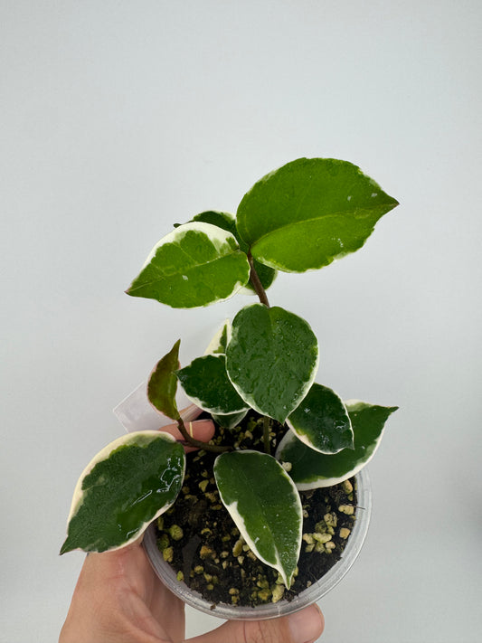 4” Hoya Carnosa ‘crimson queen’