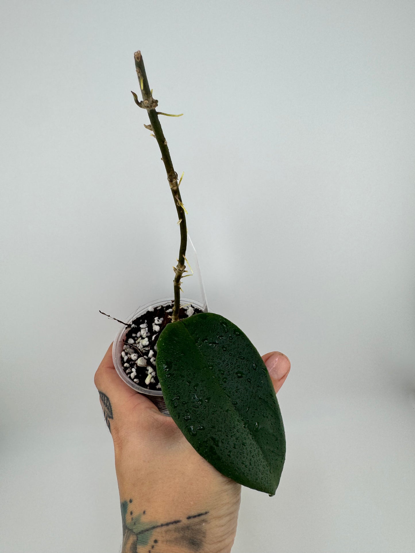 Hoya EBW-04