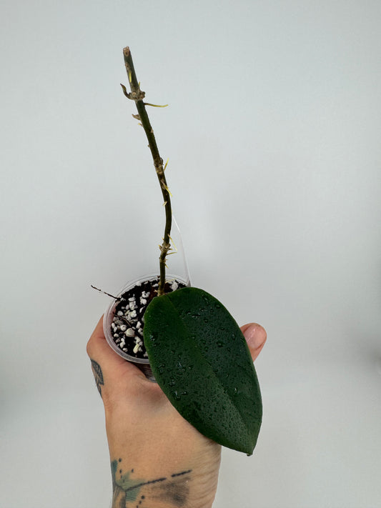 Hoya EBW-04