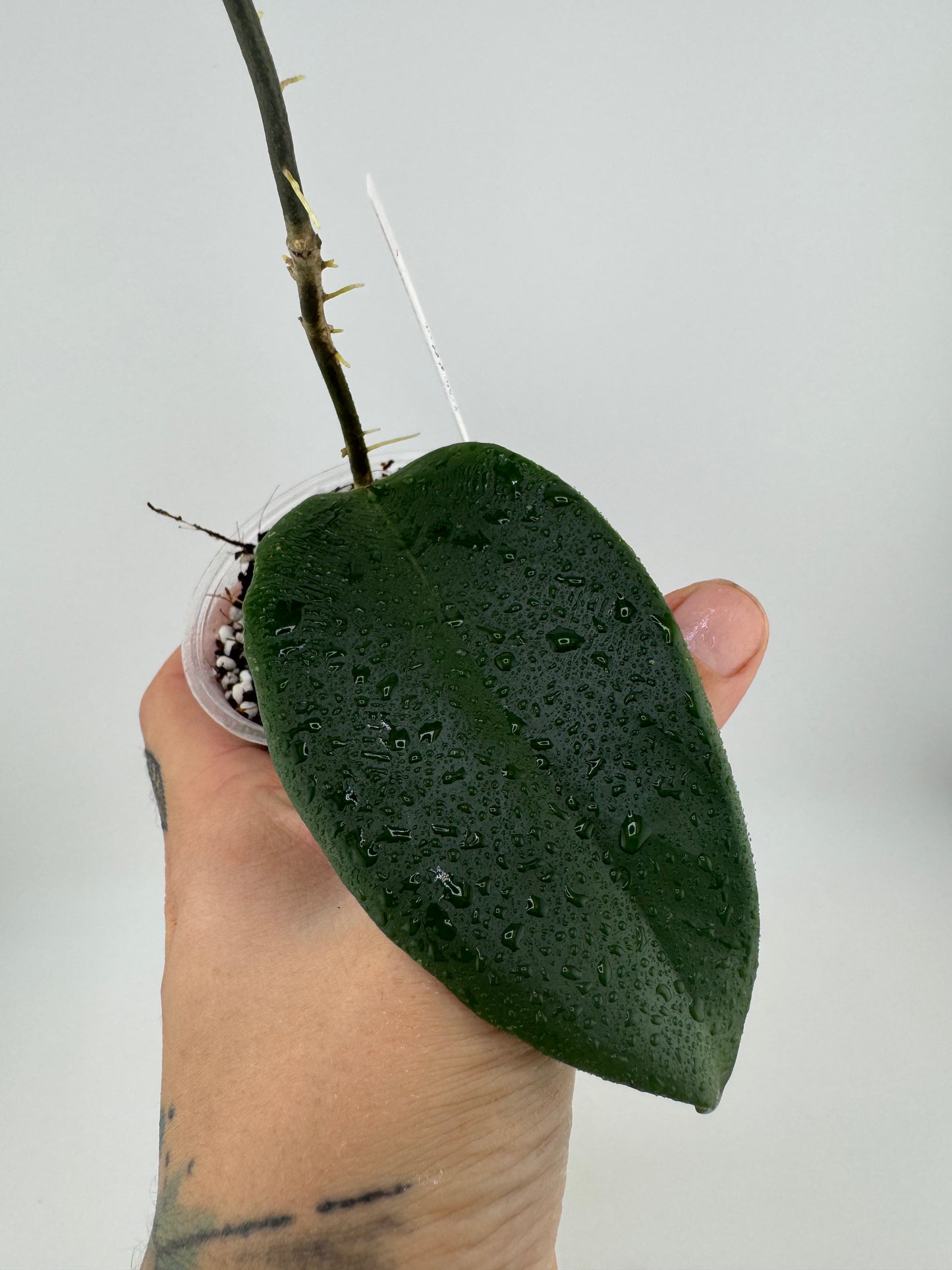 Hoya EBW-04