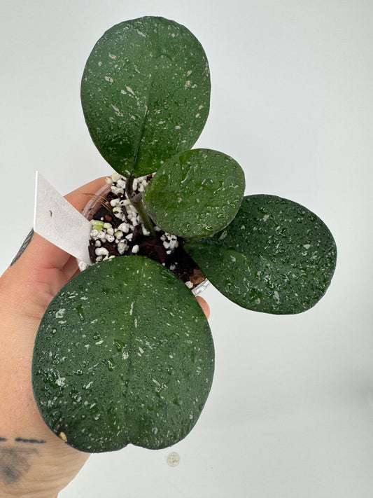 Hoya Obovota Splash