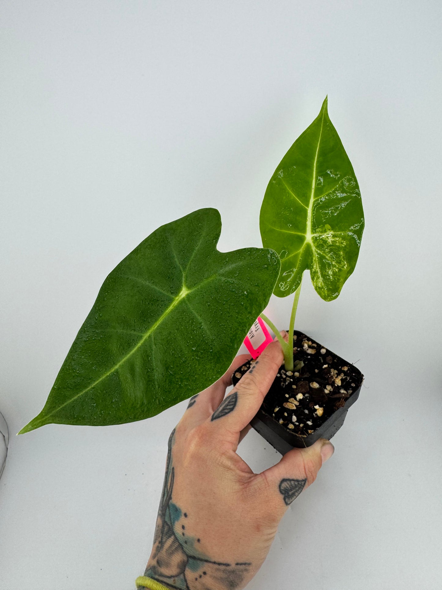 Alocasia Frydek Variegated Albo #3