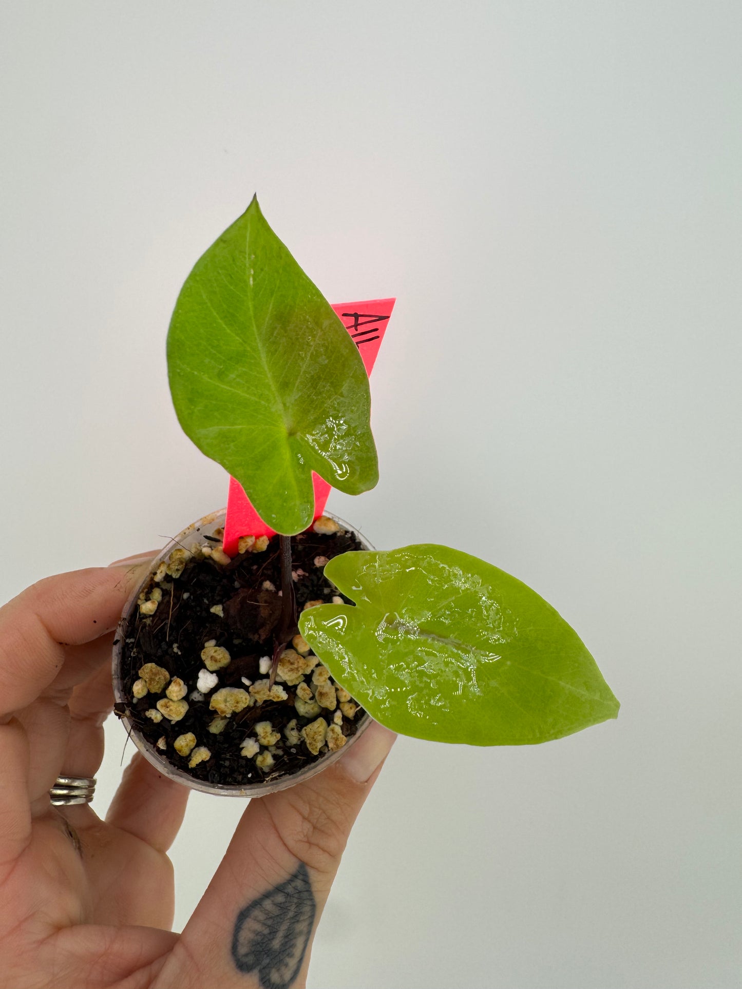Alocasia Black Stem
