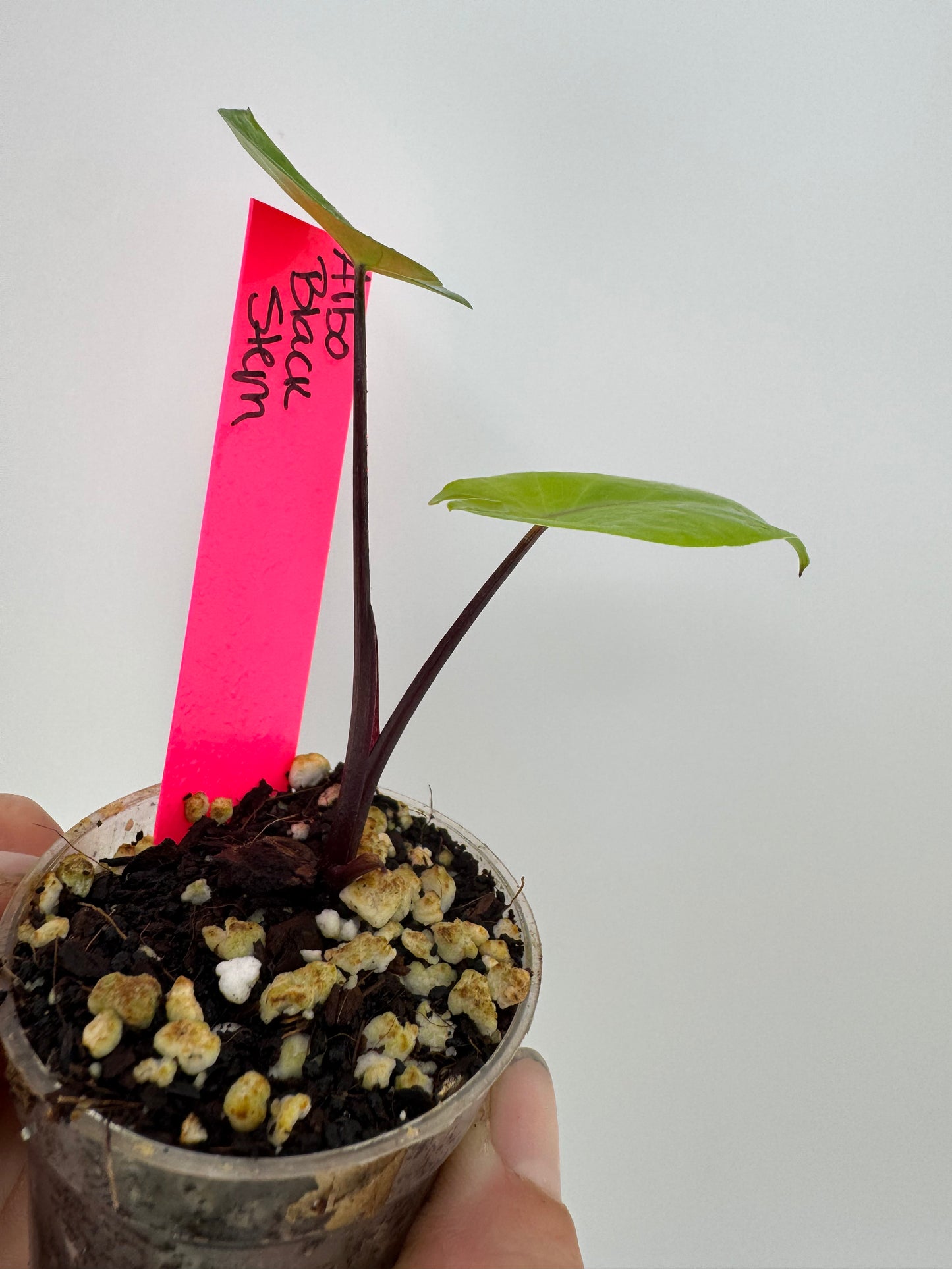 Alocasia Black Stem